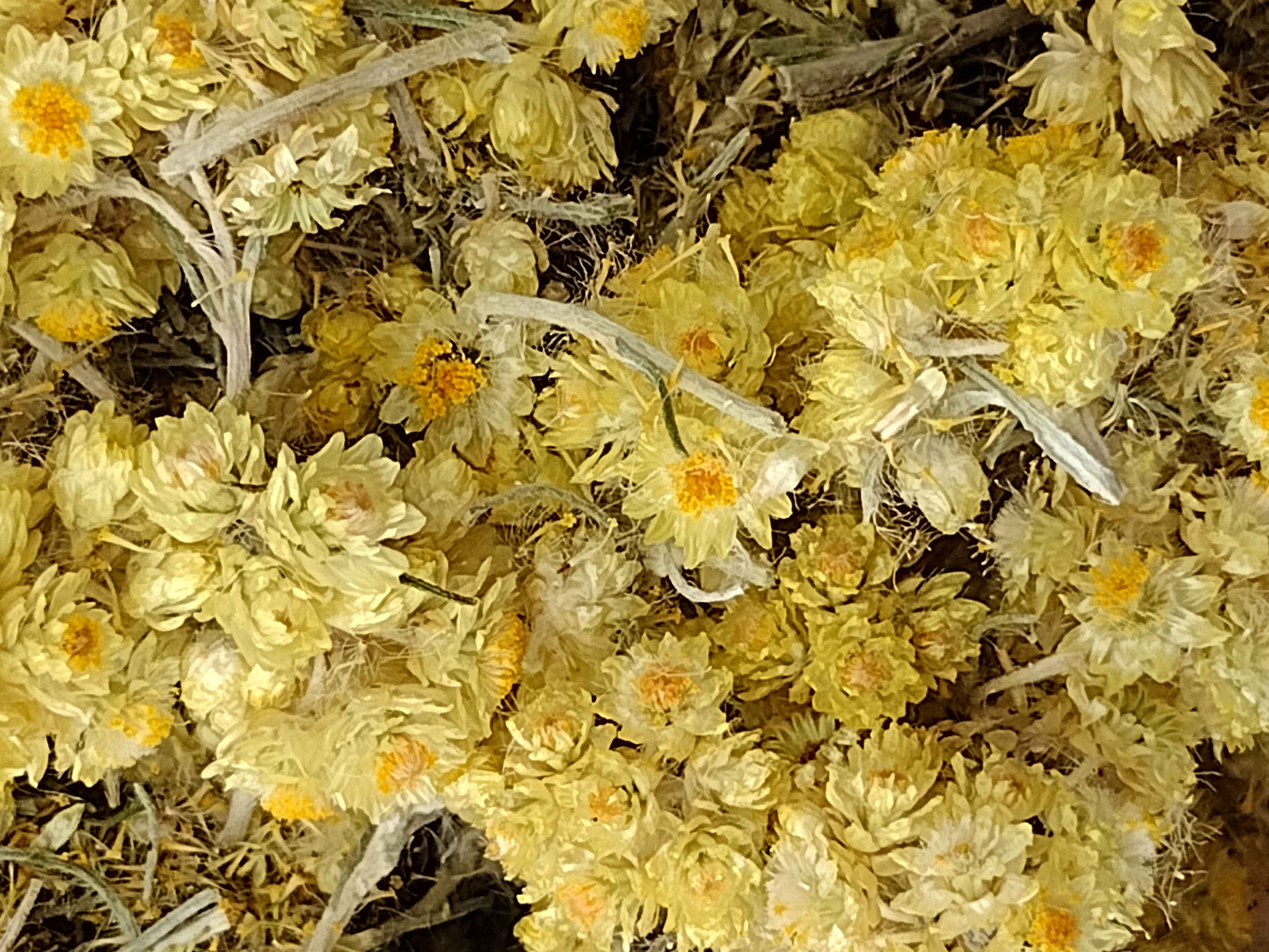 helichrysum pnr